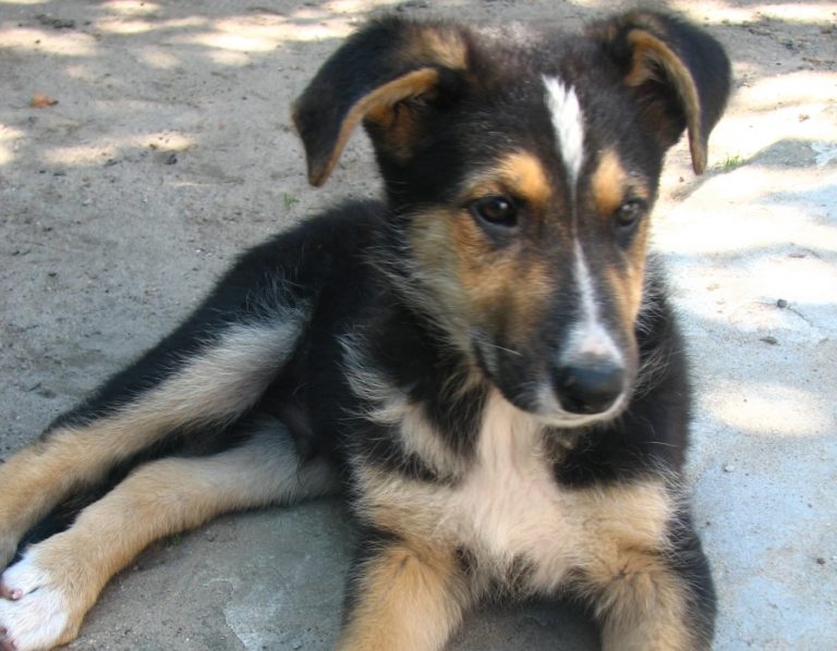 Nie płacimy już podatku za psa