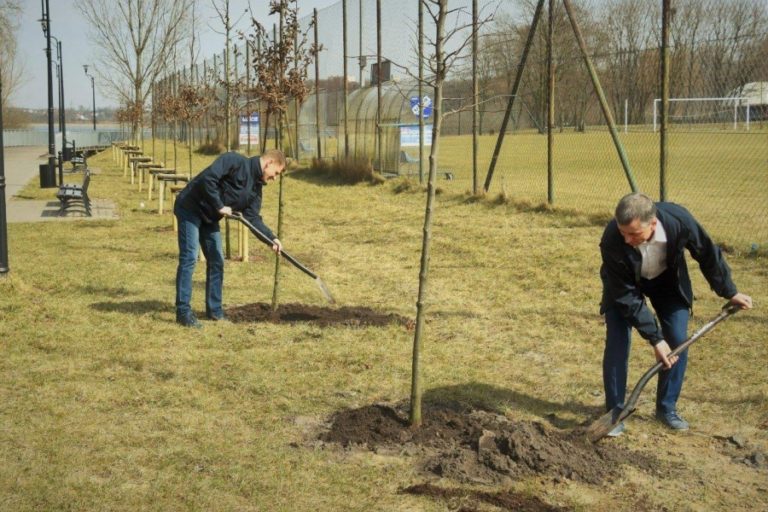 380 drzew na 380-lecie