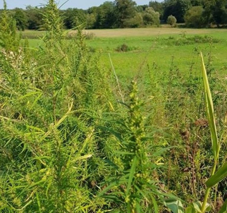 Odkryli poletko marihuany