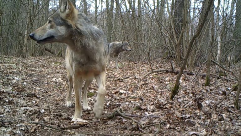 Wilków będzie coraz więcej?