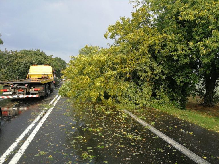 Burza powaliła drzewa