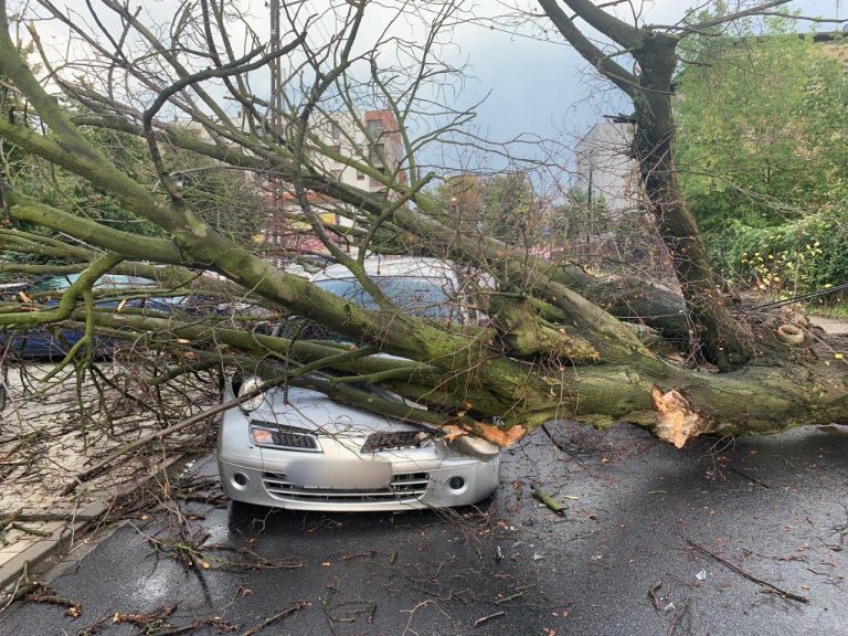 Spadające drzewo przygniotło auto