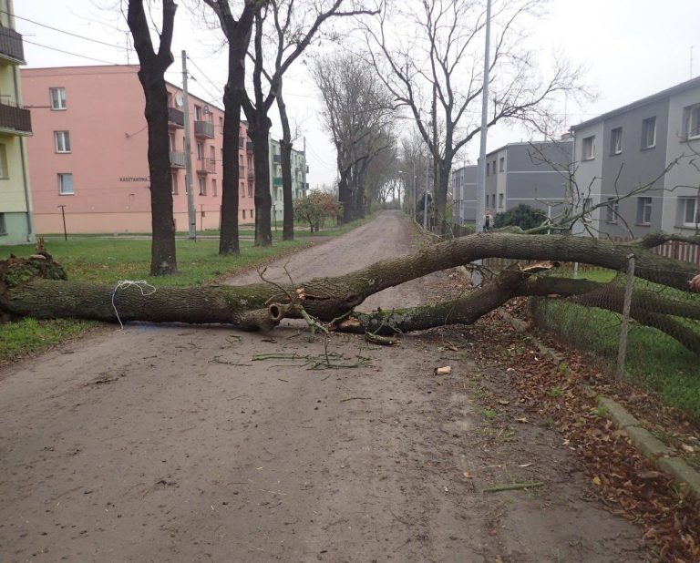 Drzewa zatarasowały drogę