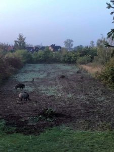 Swarzedzki dziki Paczkowo 02