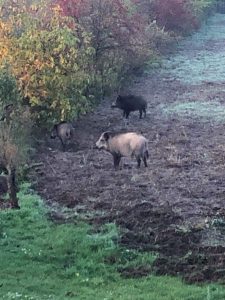 Swarzedzki dziki Paczkowo 03