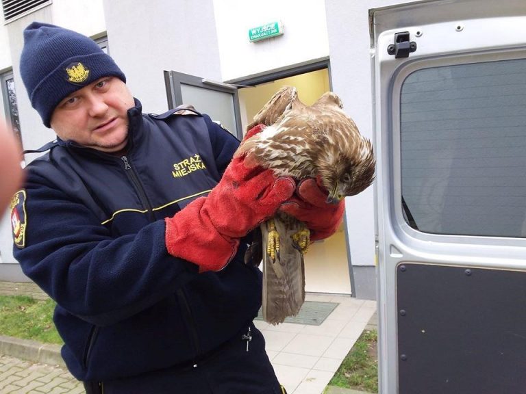 Ranny myszołów nad jeziorem