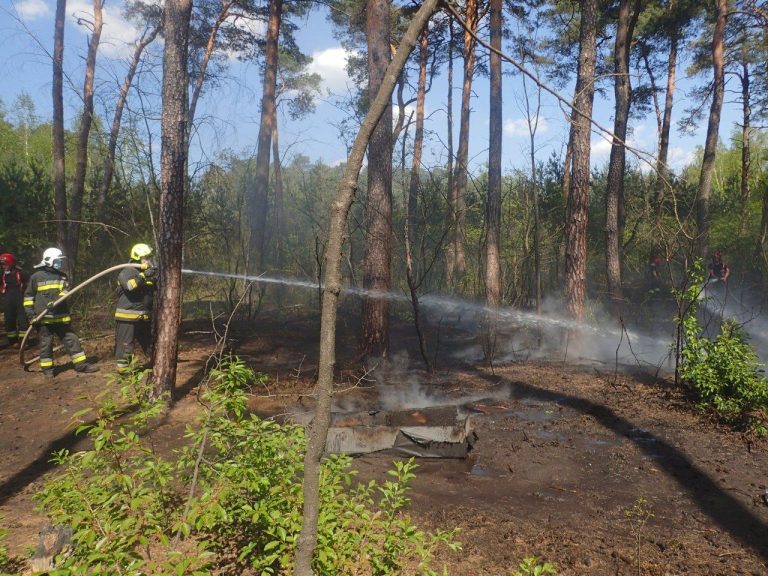 Groźny pożar lasu w  Zalasewie