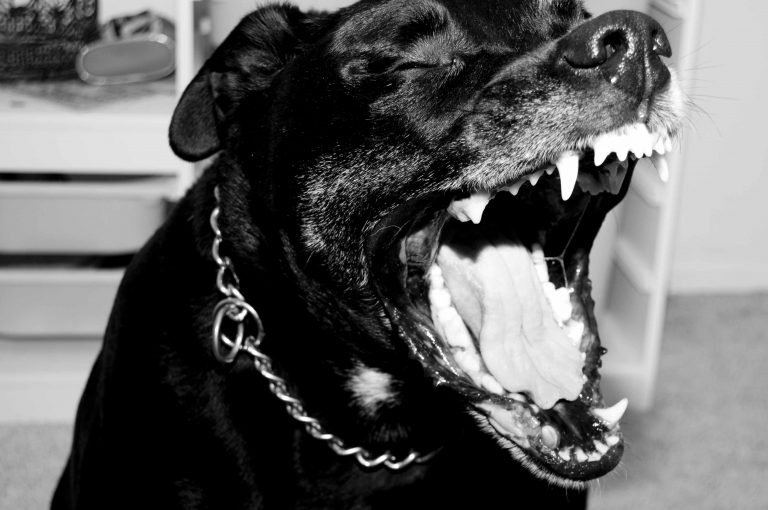 Rottweiler terroryzuje część Zalasewa