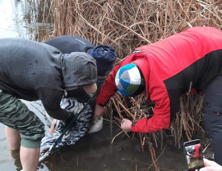 Swarzędzkie Morsy uratowały łabędzia
