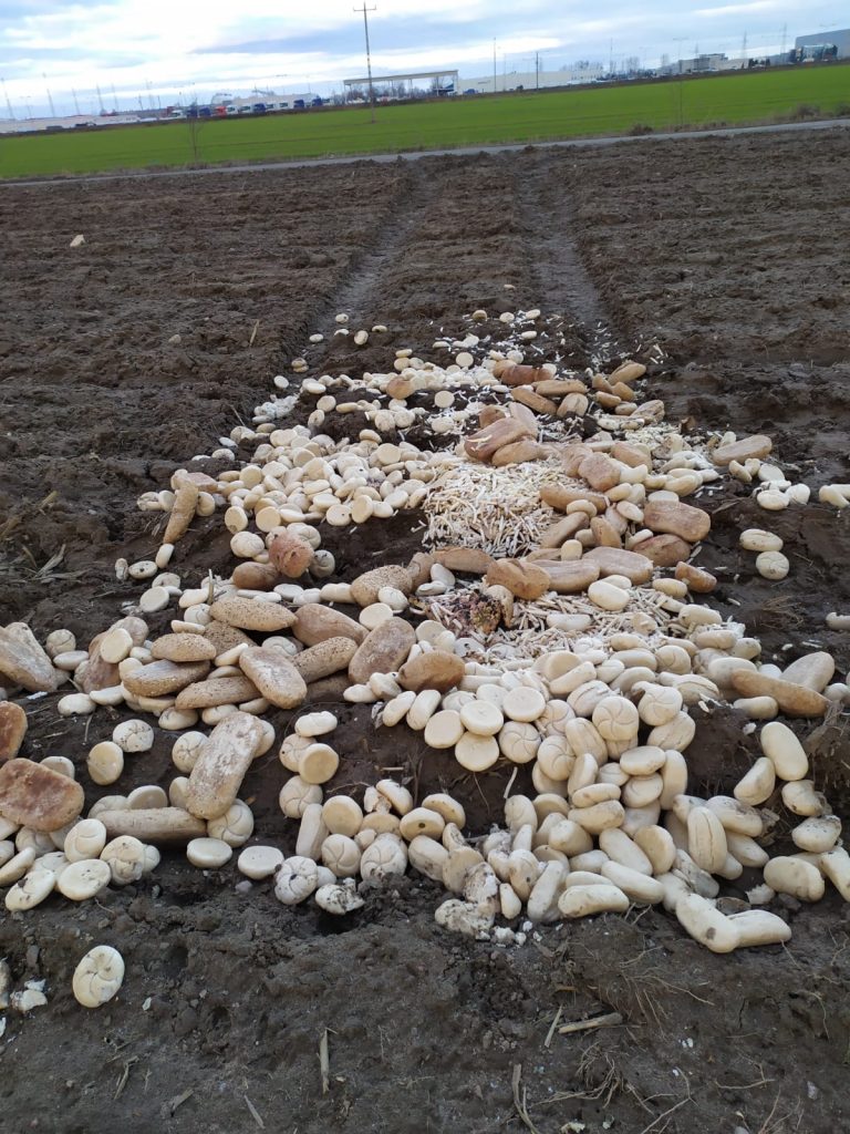 Kto wyrzucił kilkaset bochenków chleba?