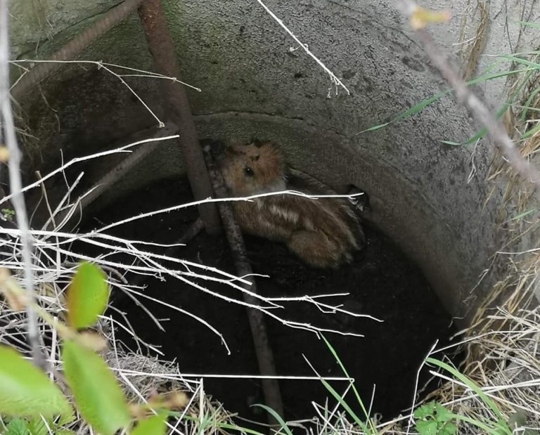 Dzik uwięziony w studzience