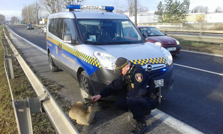 Strażnicy wracają pod skrzydła gminy