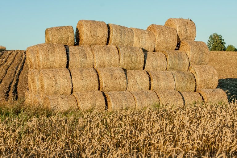 Uzarzewo gospodarzem tegorocznych dożynek