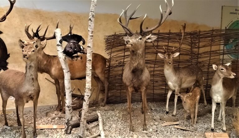 Zwierzęta naszych lasów – bez smartfonów i atlasów