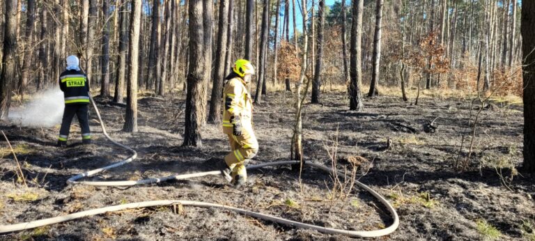 Pożar leśnej ściółki