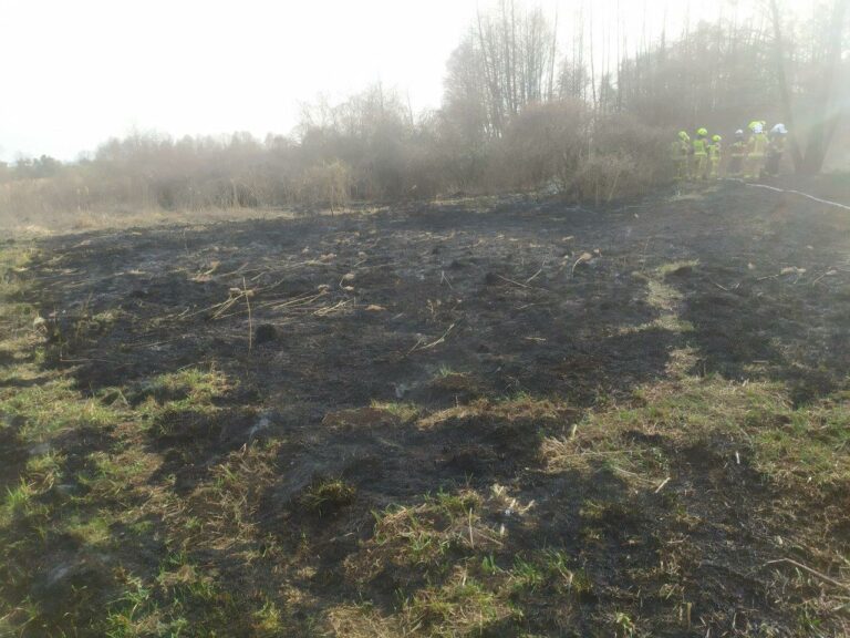 Wielki pożar na bagnach