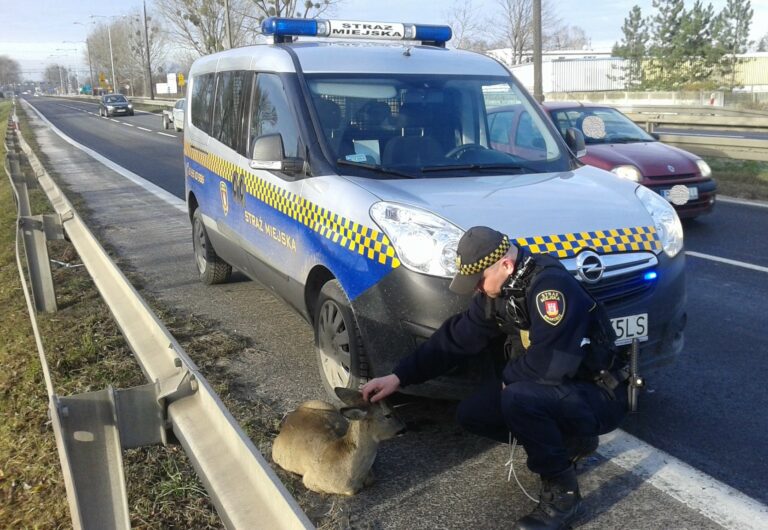 Mniej interwencji, więcej obowiązków