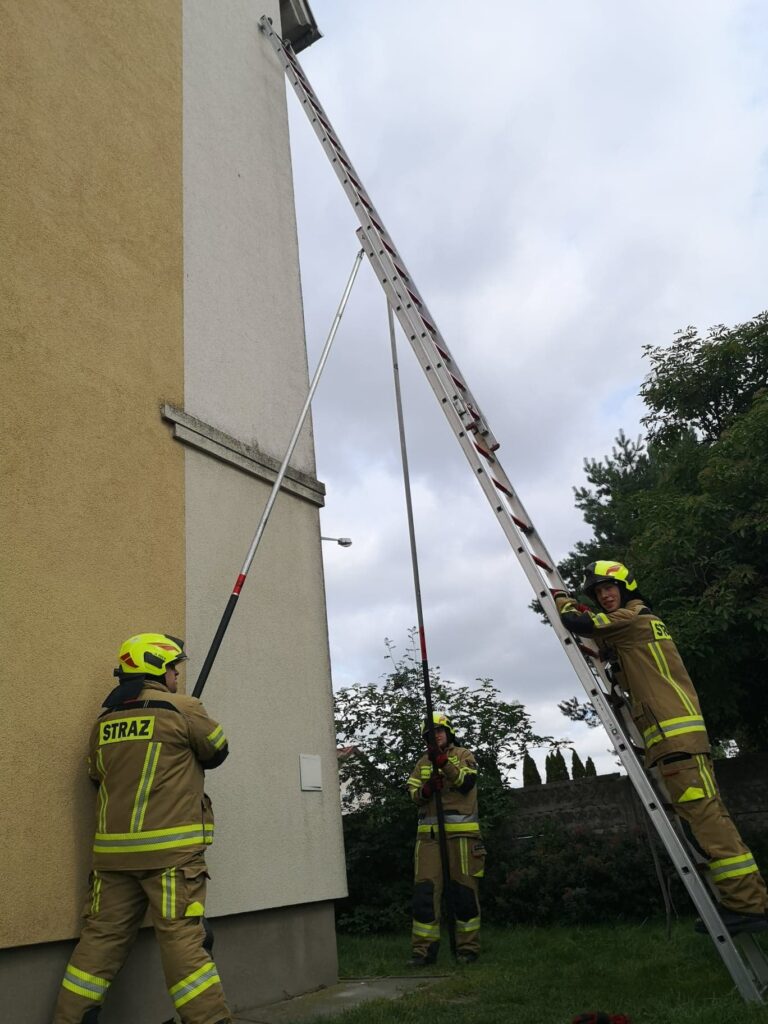 Ratowali uwięzionego gołębia