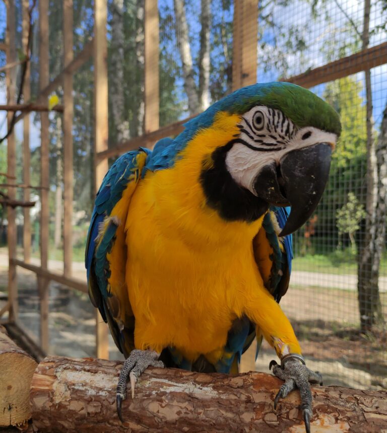 W Kobylnicy działa papugarnia￼