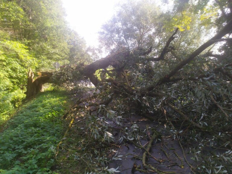 Potężne drzewo zablokowało drogę