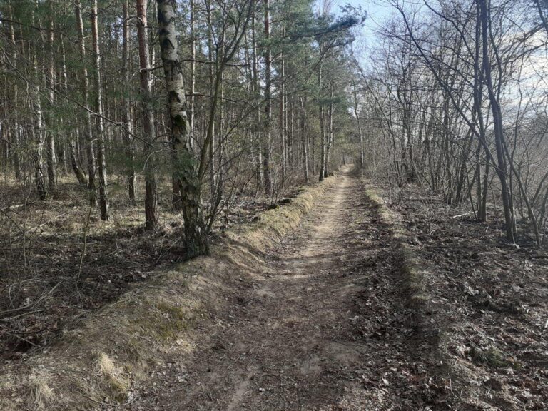 Wataha wilków poluje w Gruszczynie?