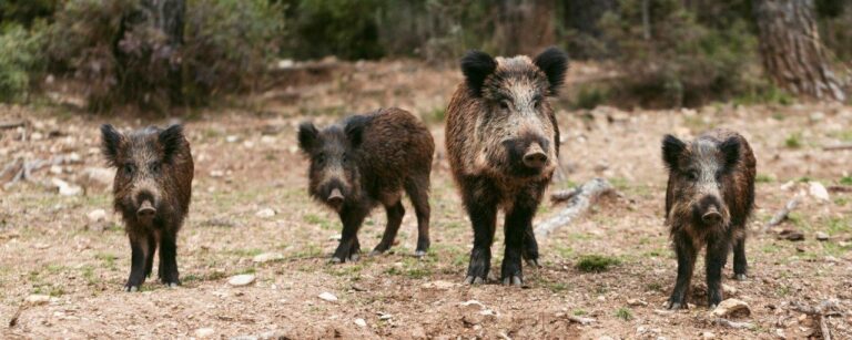 Dziki przekopują gminę!