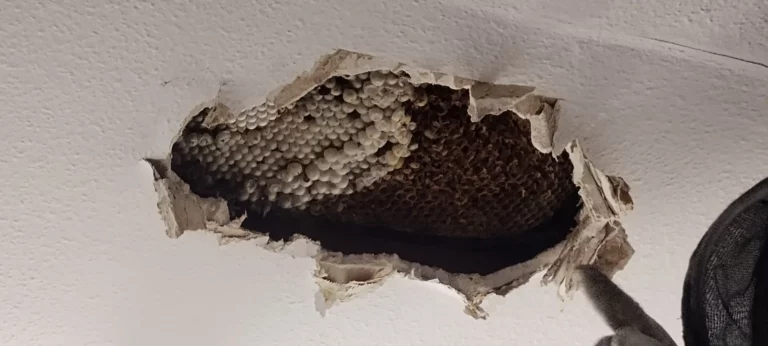 Szerszenie przegryzły sufit w Janikowie