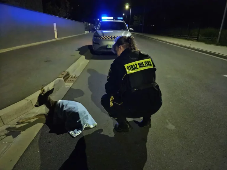 Uważajmy na dzikie zwierzęta!