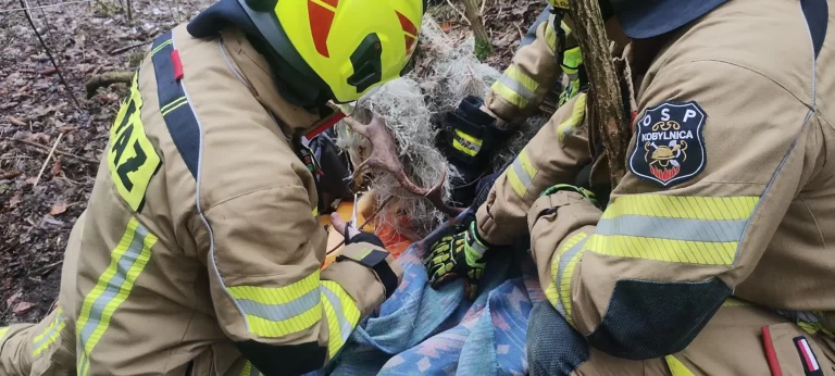 Strażacy z  Kobylnicy uwolnili jelonka