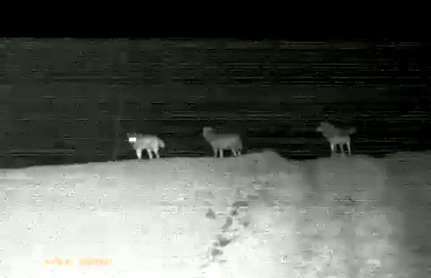 Wilki 2 kadr Tygodnik i Portal Swarzedzki