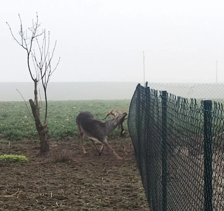 Kobylniccy strażacy uratowali daniela!