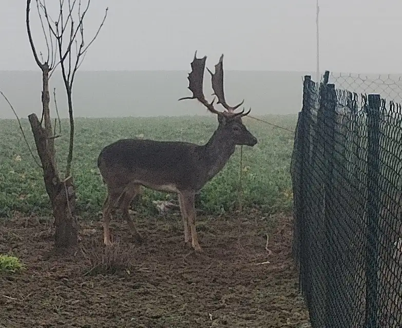 daniel 2 Tygodnik i Portal Swarzedzki