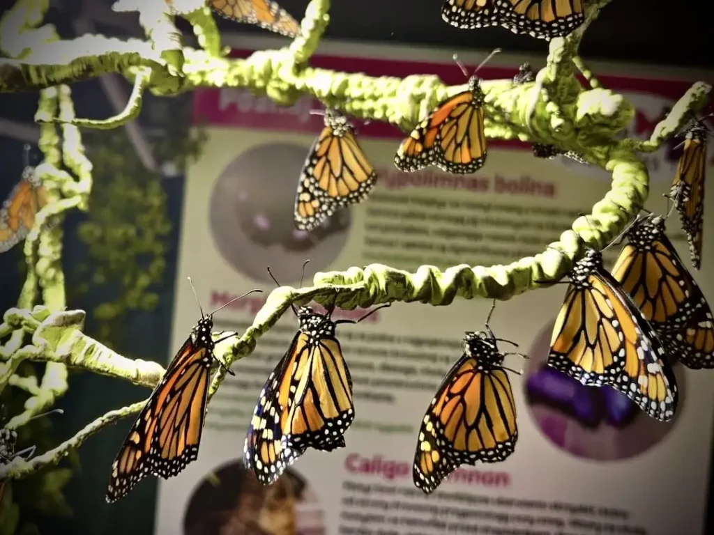 motyle 2 Tygodnik i Portal Swarzedzki