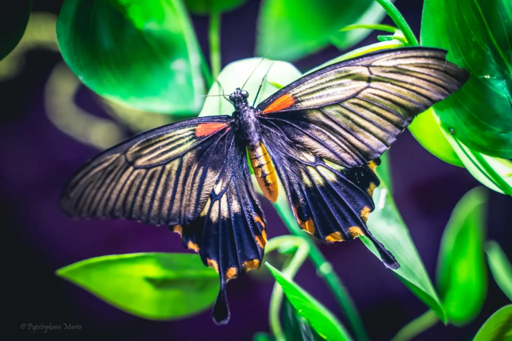 motyle 4 Tygodnik i Portal Swarzedzki