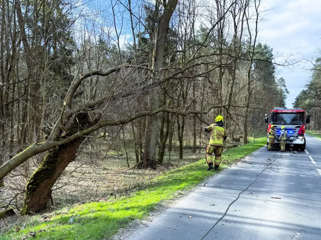 drzewo 2 Tygodnik i Portal Swarzedzki