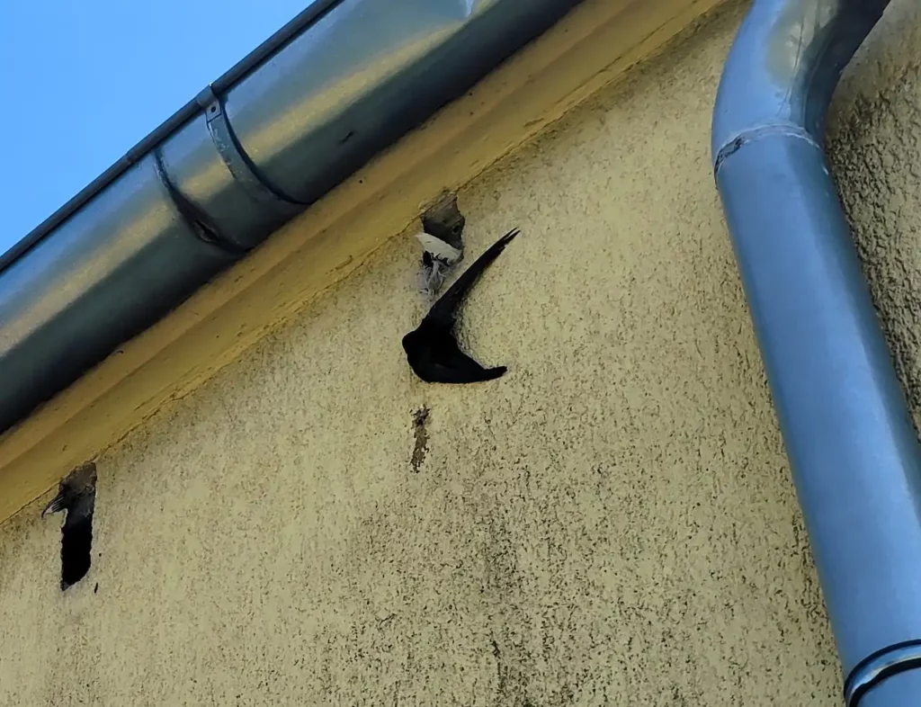 jezyk 2 Tygodnik i Portal Swarzedzki