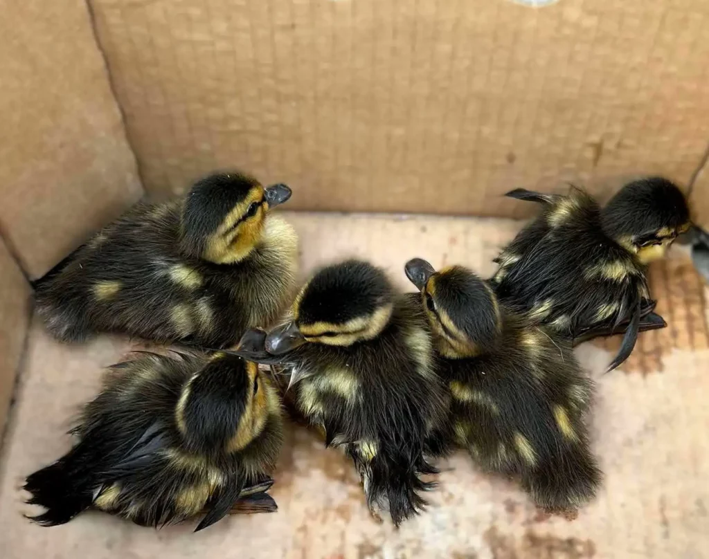 kaczki 2 Tygodnik i Portal Swarzedzki