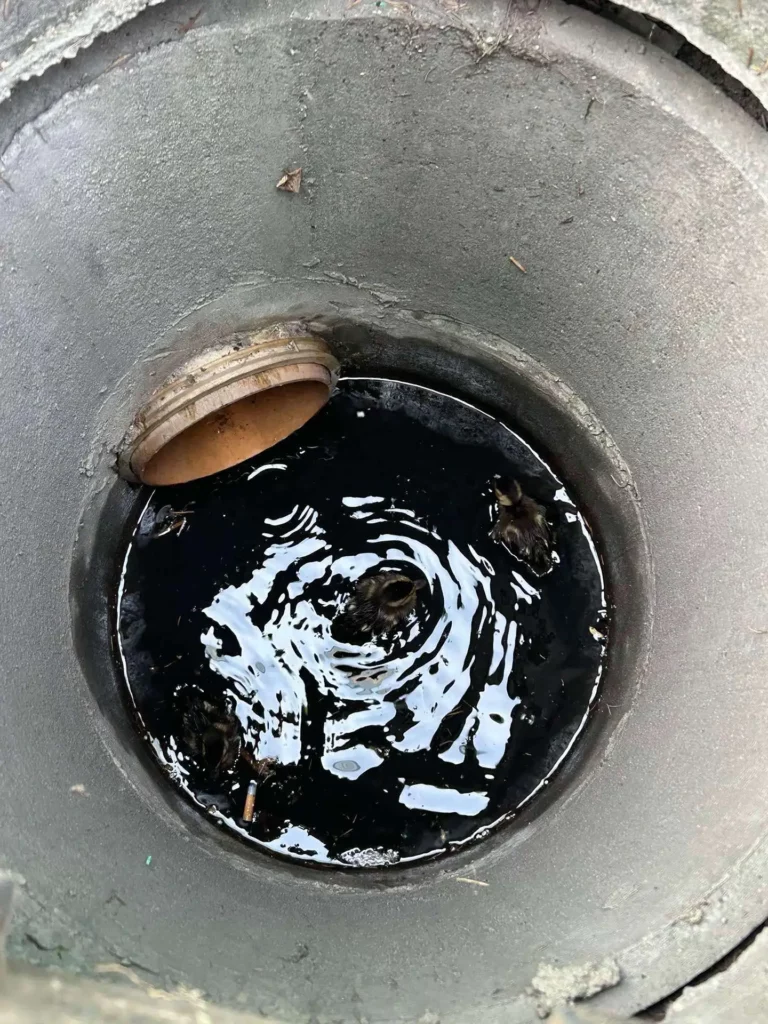 kaczki 3 Tygodnik i Portal Swarzedzki