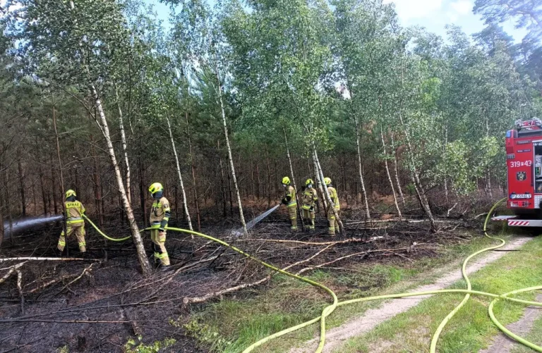 Pożar młodnika w Wierzenicy