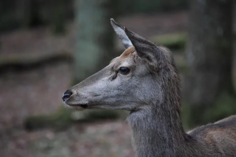 Zderzenie z sarną w Łowęcinie