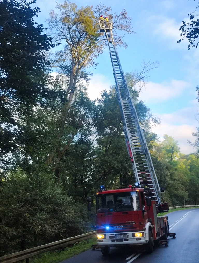 20-metrowy jesion zagrażał kierowcom