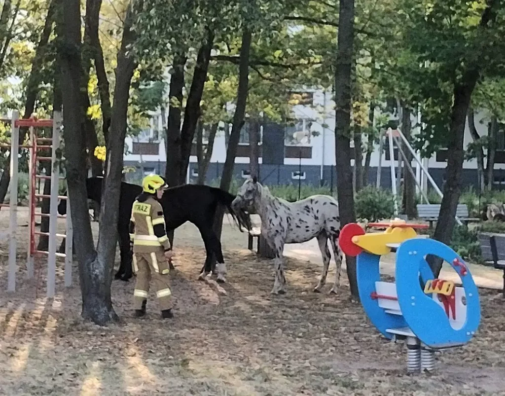 konie 1 Tygodnik i Portal Swarzedzki