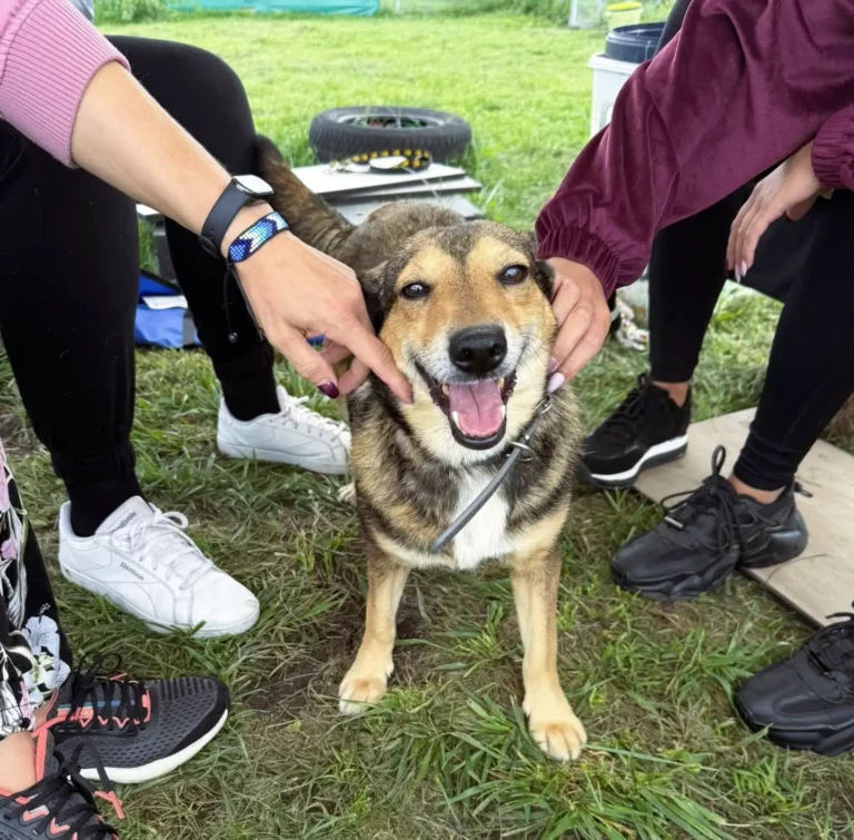 ETC Swarzędz i Schronisko w Skałowie łączą siły dla zwierząt