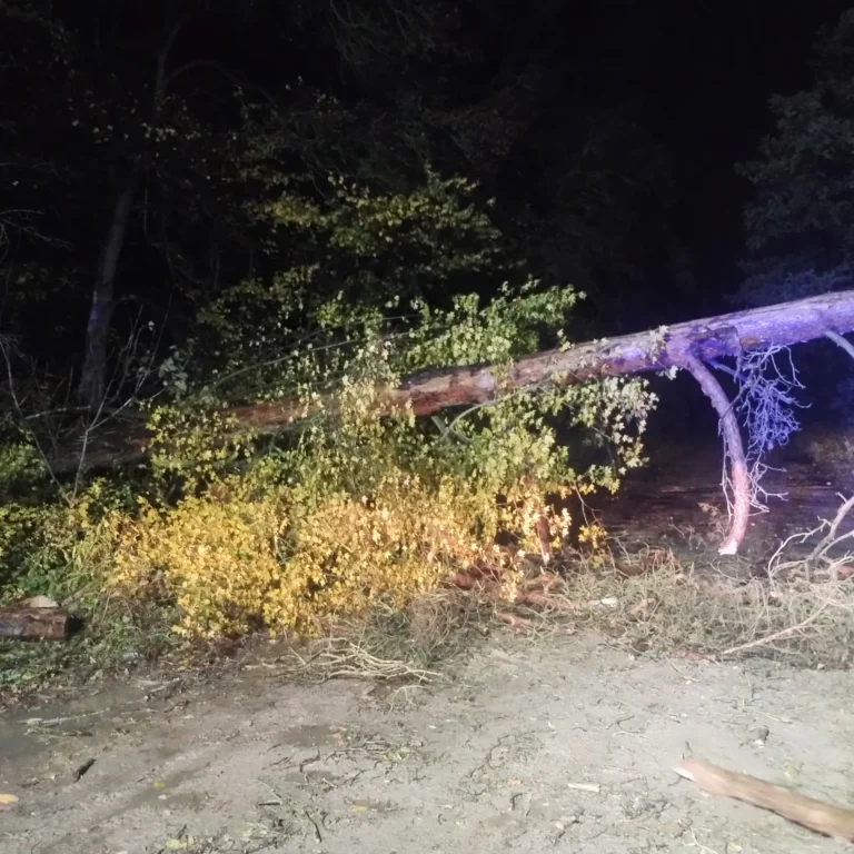 Kobylniccy strażacy usuwali powalone drzewa