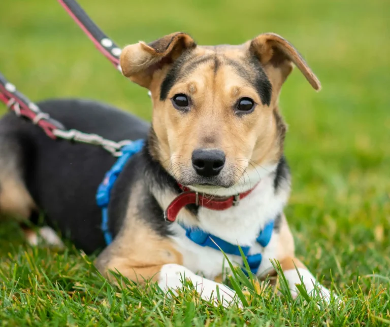 Swarzędz wspomoże czworonogi ze Schroniska w Skałowie!