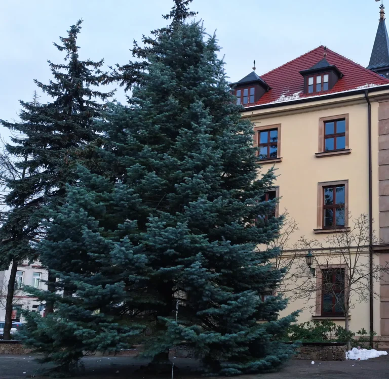 W sobotę rozświetlenie choinki w Swarzędzu!