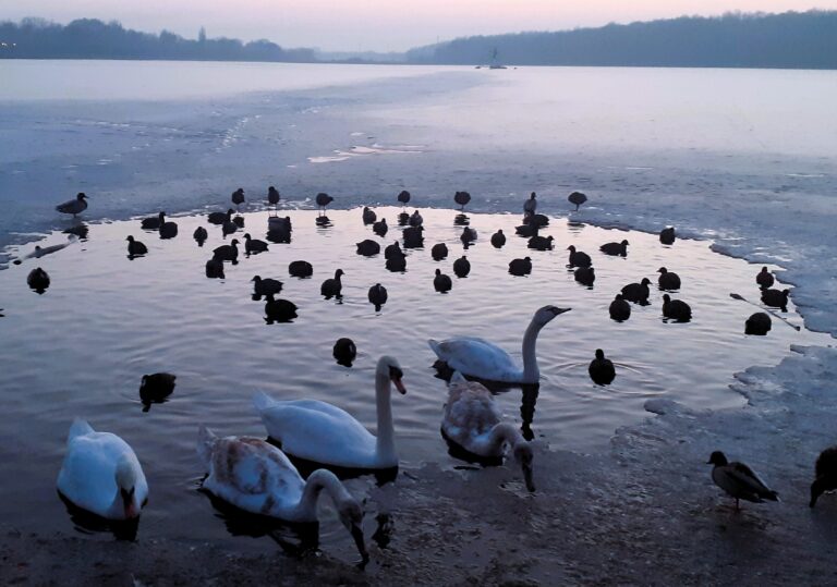 Oficjalnie: ptasia grypa w Swarzędzu!