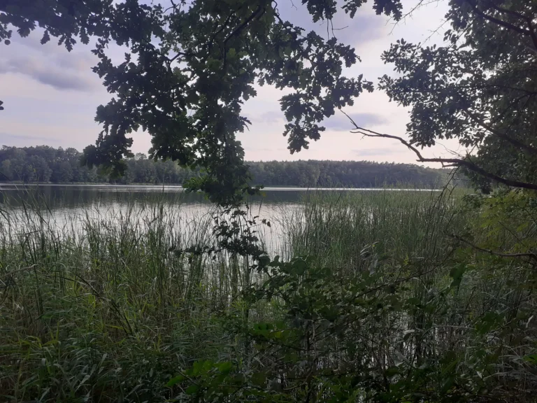 Wataha wilków widziana nad jeziorem w Uzarzewie!