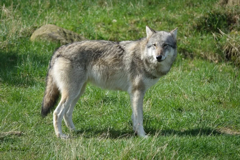 Wilk zaatakował pitbulle?