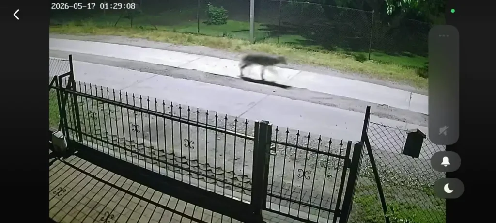 Wilk zaatakował pitbulle? 1 wilk 2 Tygodnik i Portal Swarzedzki